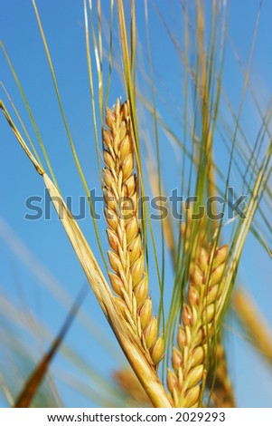 corn - cereal - grain