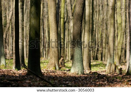 In spring/autumn forest - sunny romantic day - look at my portfolio to other shots