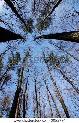 Look up in the forest - look at my portfolio to other shots