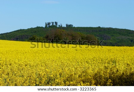 Spring countryside with field of yellow cole-seed and blue sky - look at my portfolio to other photos