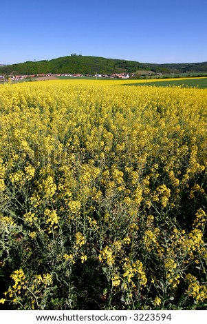 Spring countryside with field of yellow cole seed - look at my portfolio to other photos