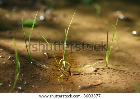Three little plants in water - macro shot