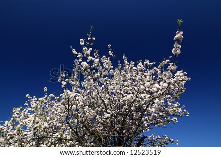 Blooming tree with white flowers against dark blue sky