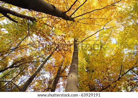 Look-up to the crown of autumn trees - fall motive