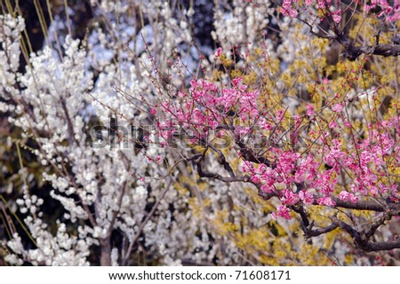 Apricot Tree Blossoms