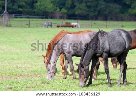 herd of horses grazing