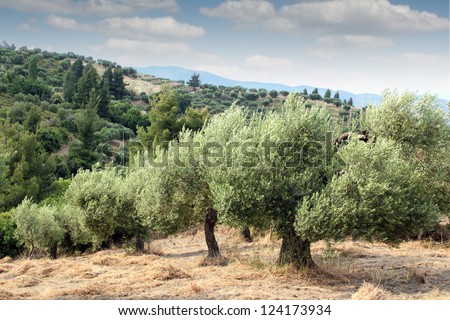 olive trees hill