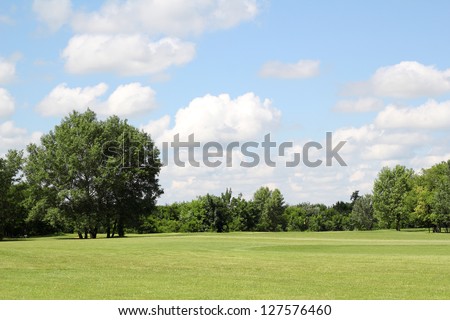 green lawn and tree summer landscape