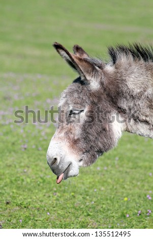 funny donkey puts out a tongue portrait