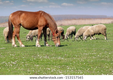 farm animals horse and sheep on pasture