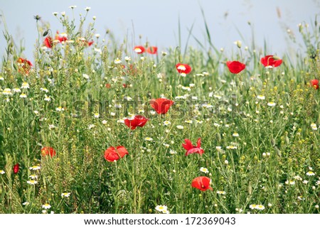 wild flowers meadow nature background