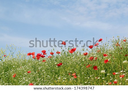 meadow with flowers and blue sky
