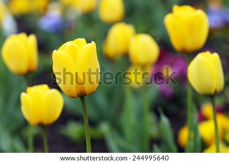 yellow tulip flowers garden spring season