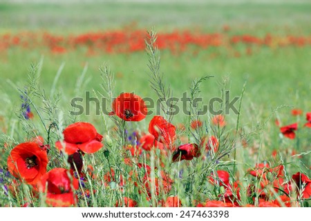red poppy wild flowers meadow