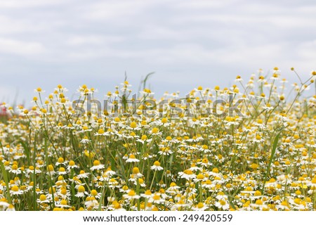 chamomile flower field spring season