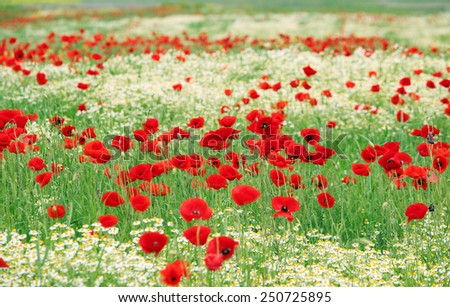 poppy and chamomile wild flowers meadow