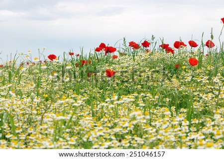 wild flowers meadow landscape spring season