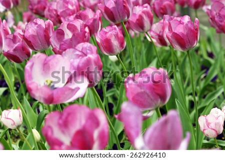 tulip flowers garden spring season