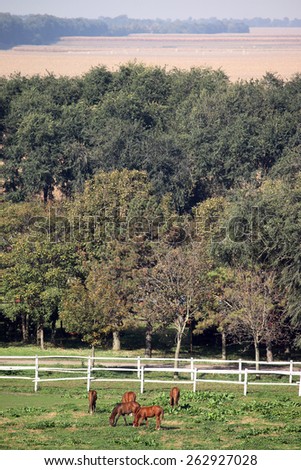 herd of horses on pasture farmland landscape