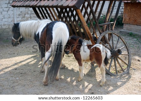 farm life pony horses
