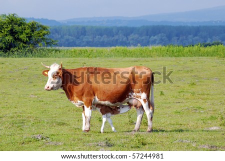 cow feeding with milk little calf