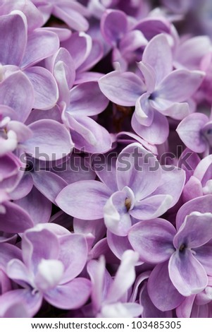 Full frame lilacs in full bloom.