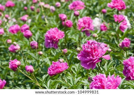 A field of pink peonies