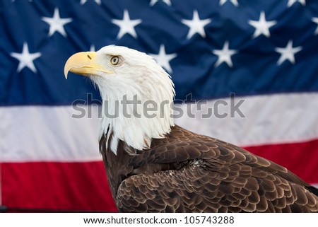 Bald Eagle and the American flag in the background.