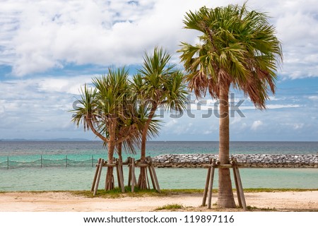 Screw pines aka Adan tree on the left and palm tree on the right, supported by wood stakes.