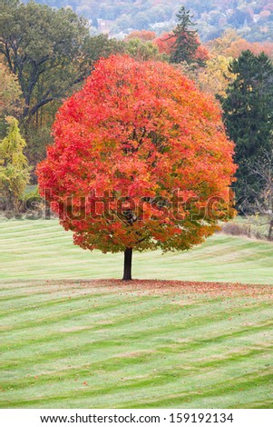 A beautiful sugar maple with peak fall colors.