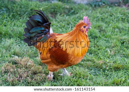 A colorful rooster on a farm.