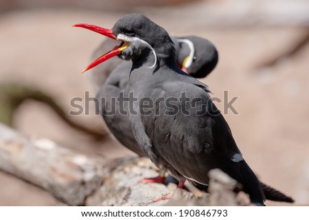 The  Inca Tern is identified by its red beak and feet and white mustache.