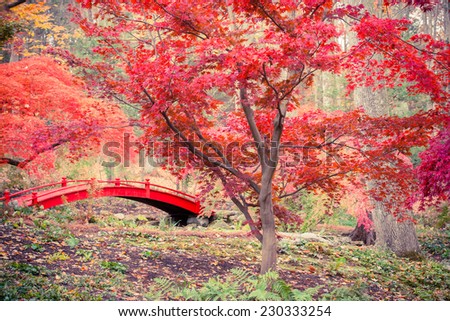 Toned image of red bridge and Japanese maple trees.