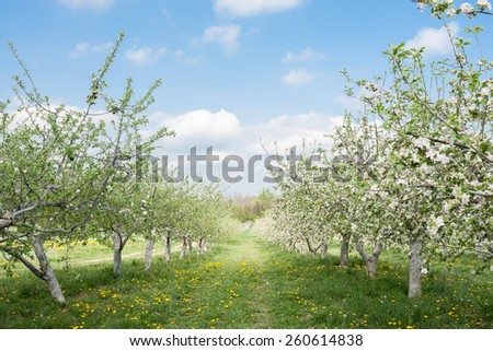 Apple trees in Spring loaded with apple blossoms.