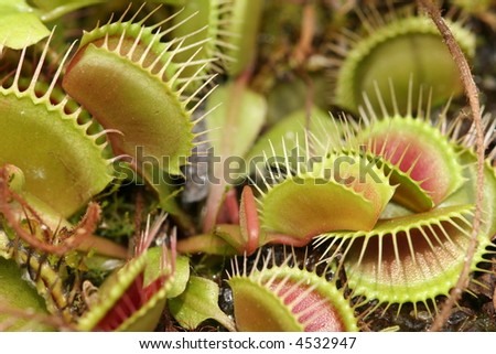 Venus Fly-trap, a carnivorous plant that catches and digests animal prey.