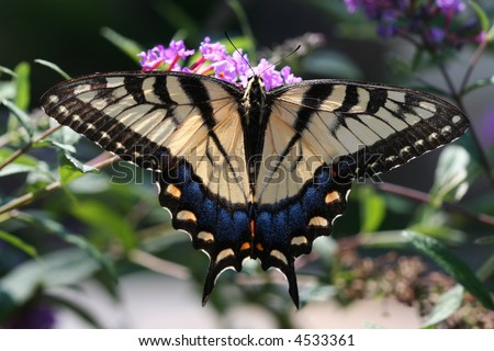 Beautiful swallowtail butterfly on a purple butterfly bush.