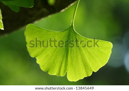 Back lit ginkgo leaf, oldest living tree species.