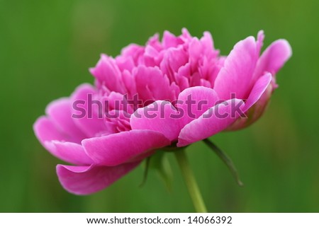 Single peony bloom, with shallow depth of field, and focus on the outer pedals.