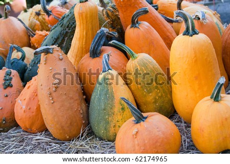 A variety of pumpkins in different shapes and sizes.