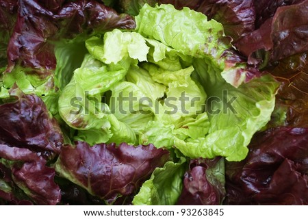 Full frame fresh red leaf lettuce