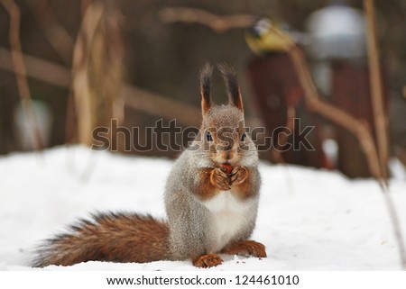 Squirrel on the snow eating nut in the forest And the bird is in the background