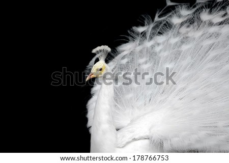 White peacock on a plain black background.
