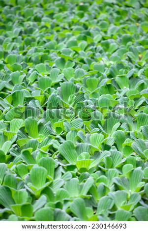 Pistia is a genus of aquatic plant in the arum family, Araceae. The single species it comprises, Pistia stratiotes, is often called water cabbage, water lettuce, Nile cabbage, or shellflower.