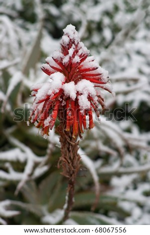 Red Aloe Vera