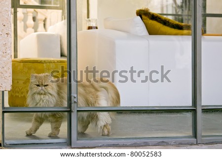 Persian cat in the interior of the house