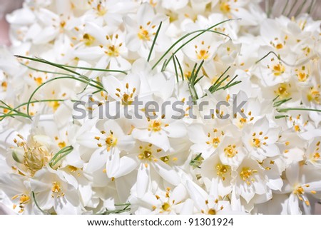 stock photo The first spring flowers white bouquet wedding background 
