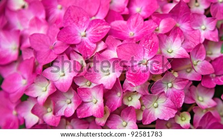 Pink Hydrangea flower. Hydrangea - common names Hydrangea and Hortensia.