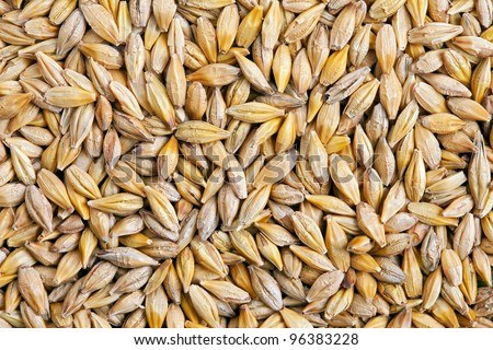 Barley grain (Hordeum). Barley is a major cereal grain, a member of the grass family.