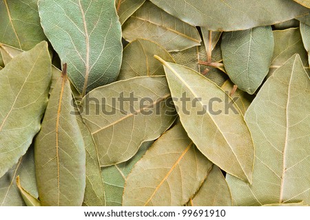 Bay Leaves full frame background . Also called bay laurel or Laurus nobilis. Used as a spice in cuisines and also in medicine.
