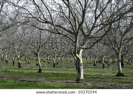 Pictures of almond trees Pictures of almond trees